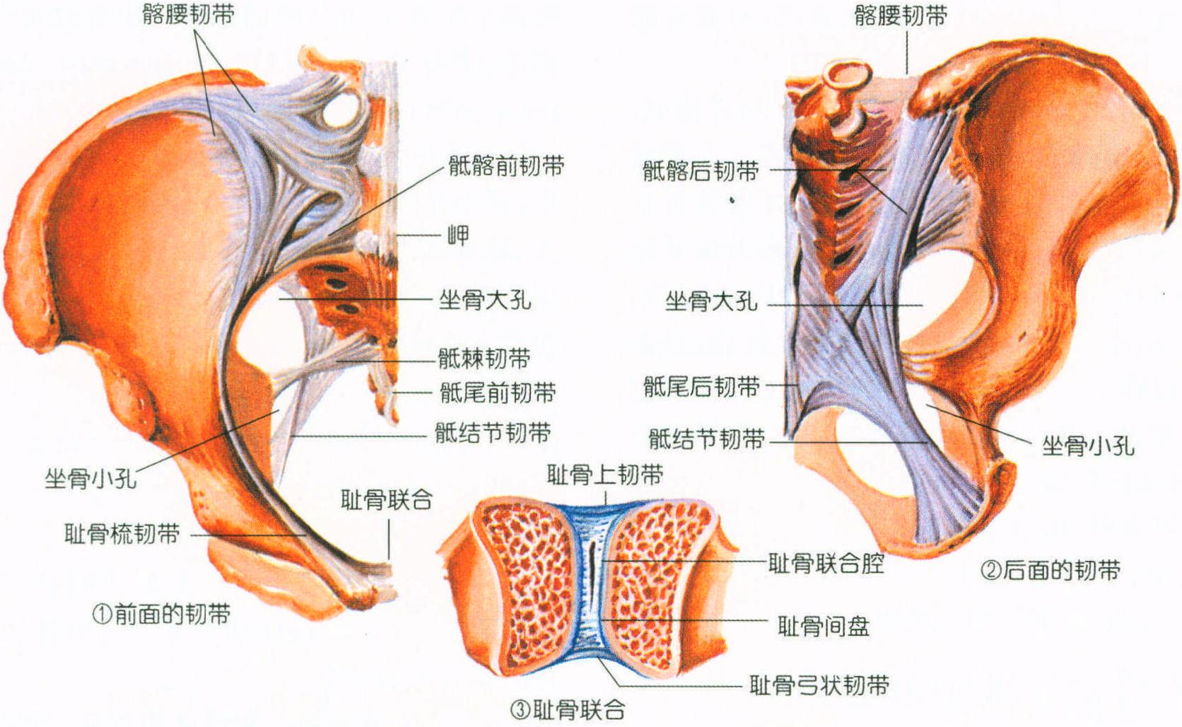 骨盆的構(gòu)成